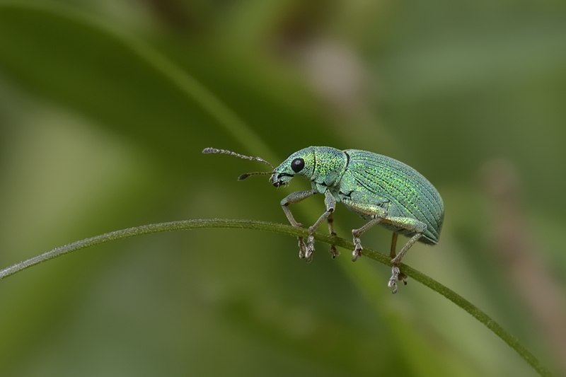 Coleottero da ID - Polydrusus formosus